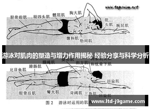 游泳对肌肉的塑造与增力作用揭秘 经验分享与科学分析